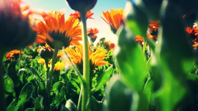 Orange flowers at Avalon EcoVillage