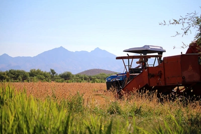 Harvestng Wheat at Avalon EcoVillage